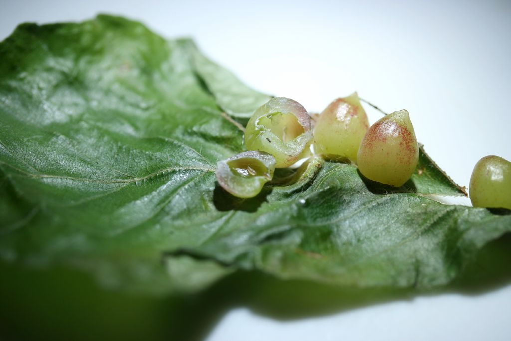 Mikiola fagi  (Cecidomyiidae)